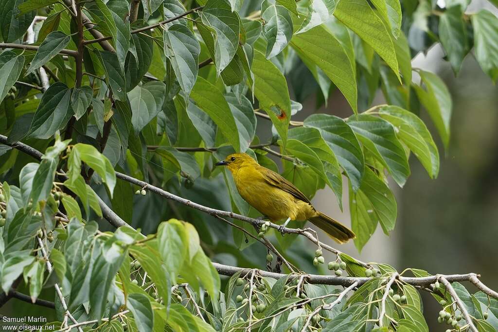 Bulbul joyeuxadulte, habitat