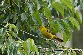 Joyful Greenbul