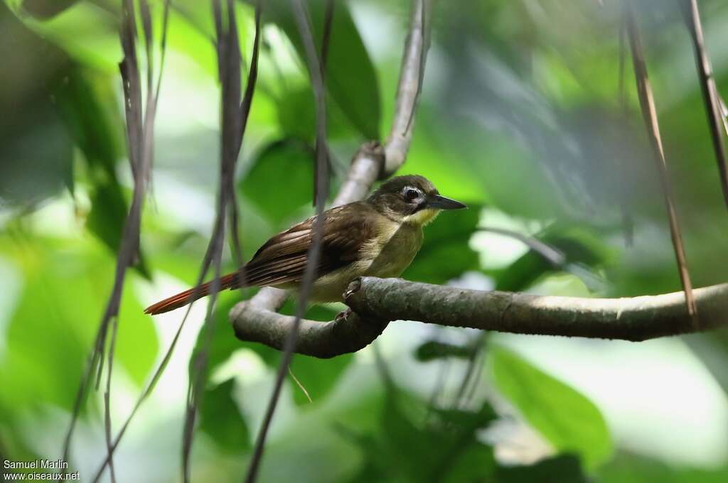 Red-tailed Bristlebilladult, habitat