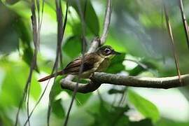 Red-tailed Bristlebill