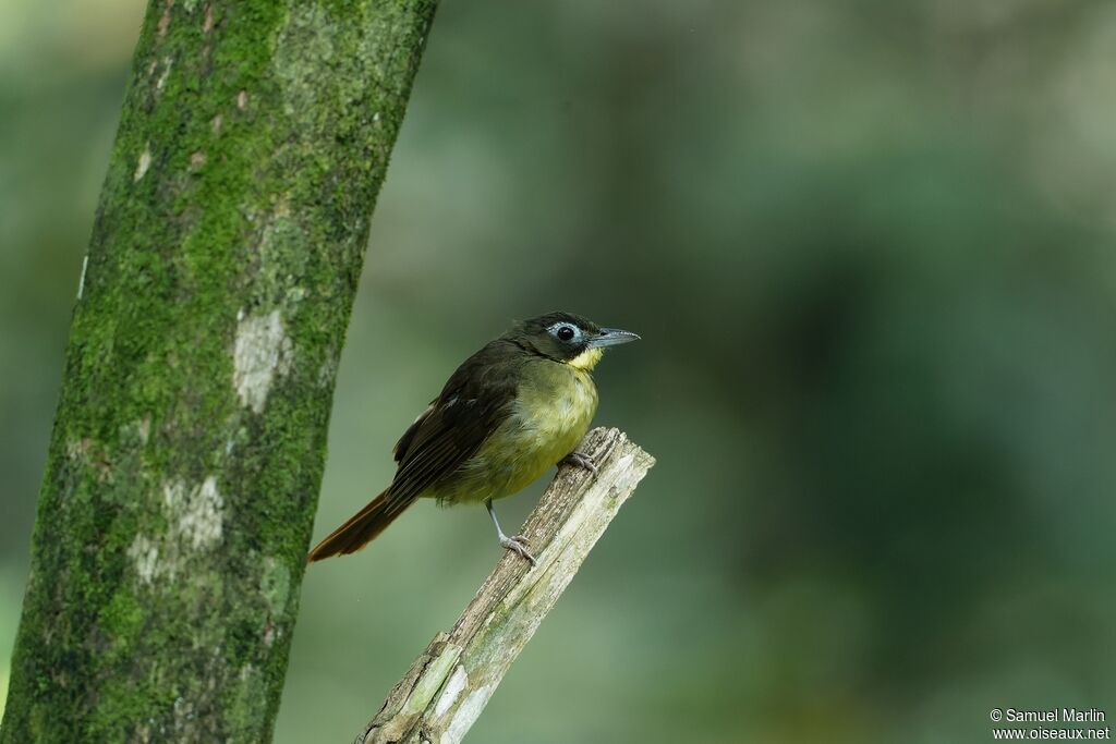 Red-tailed Bristlebill