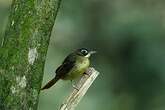 Bulbul moustac