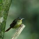 Bulbul moustac