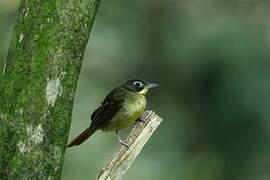 Red-tailed Bristlebill