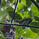 Bulbul nicator