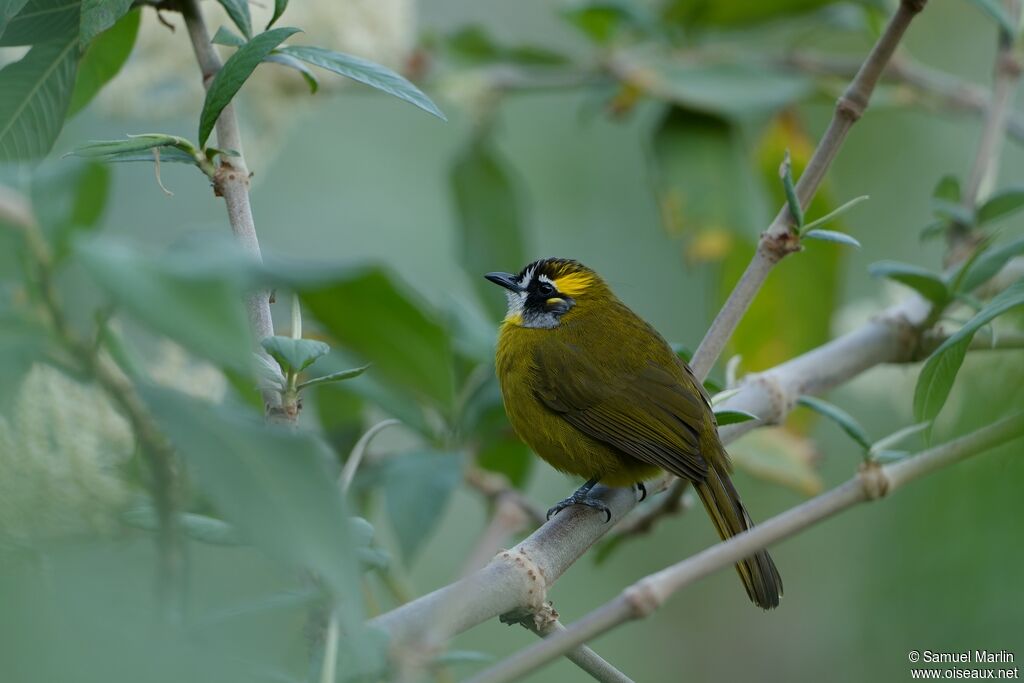 Bulbul oreillardadulte