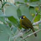 Bulbul oreillard