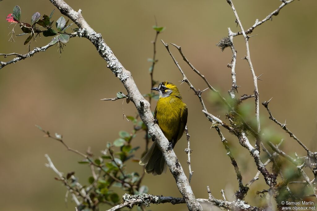 Yellow-eared Bulbuladult