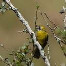 Bulbul oreillard