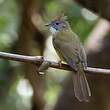 Bulbul pâle