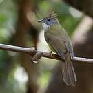 Bulbul pâle