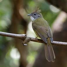 Bulbul pâle