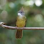 Bulbul pâle