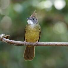 Bulbul pâle