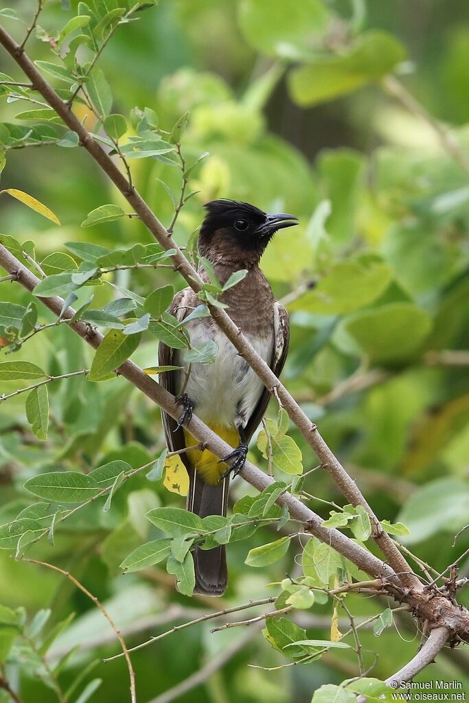 Bulbul tricoloreadulte