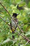 Bulbul tricolore