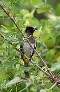 Dark-capped Bulbul