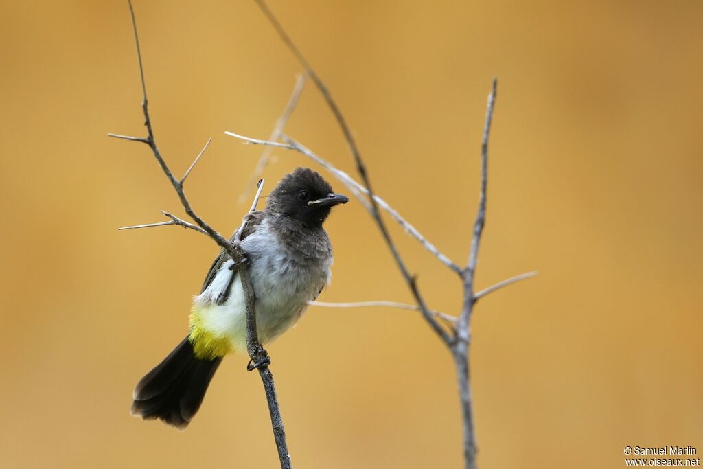 Bulbul tricoloreadulte