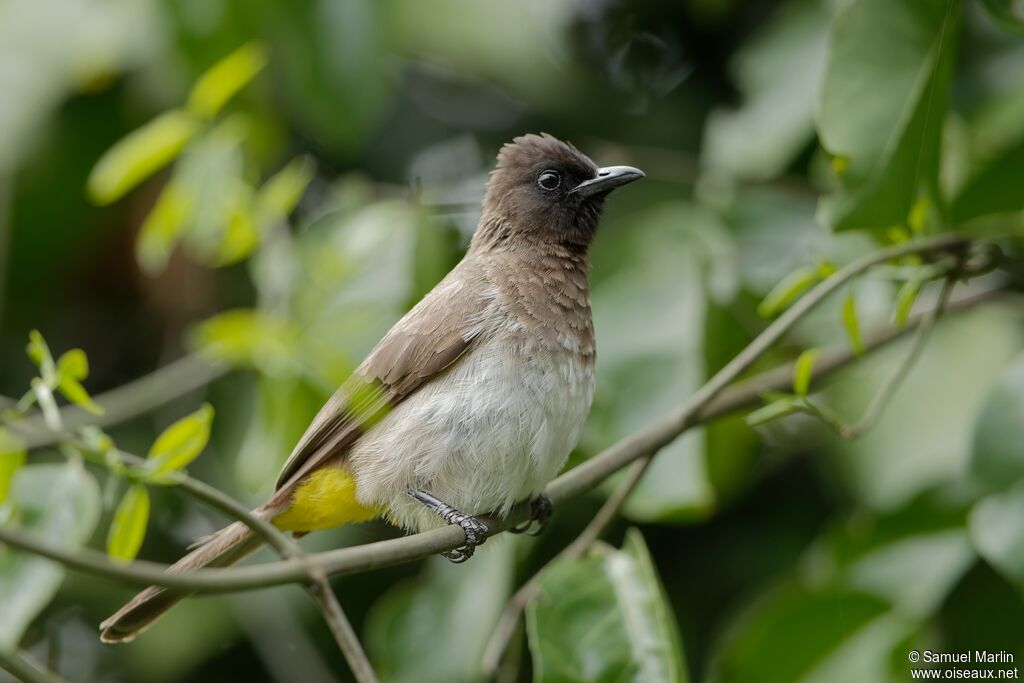 Bulbul tricolore