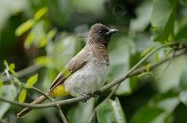 Dark-capped Bulbul