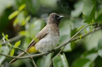 Bulbul tricolore