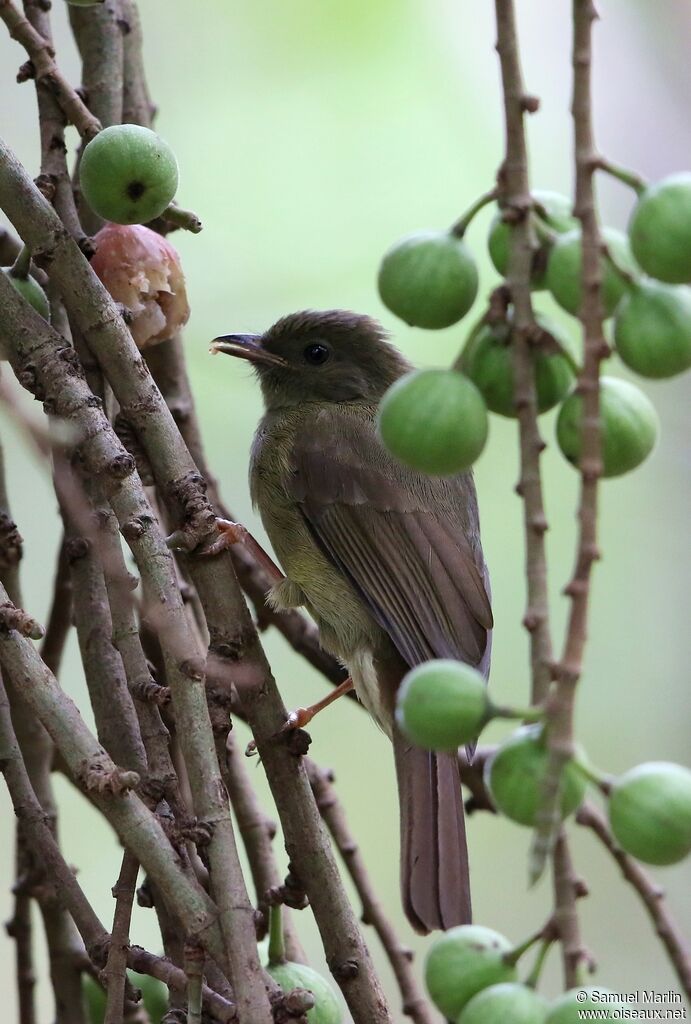 Bulbul verdâtre