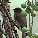 Bulbul verdâtre