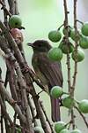 Bulbul verdâtre