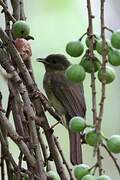 Bulbul verdâtre