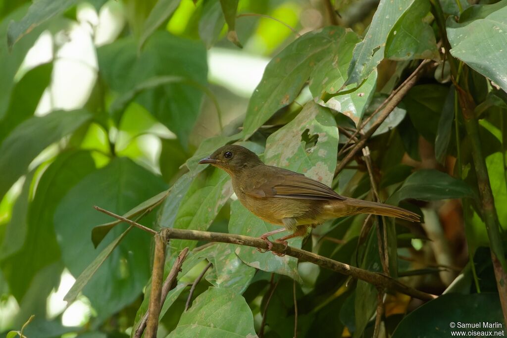 Bulbul verdâtre