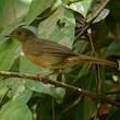 Bulbul verdâtre