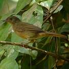 Bulbul verdâtre