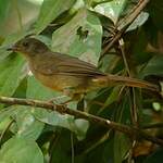 Bulbul verdâtre