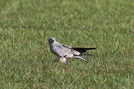 Montagu's Harrier