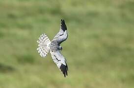 Montagu's Harrier