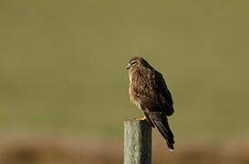 Northern Harrier