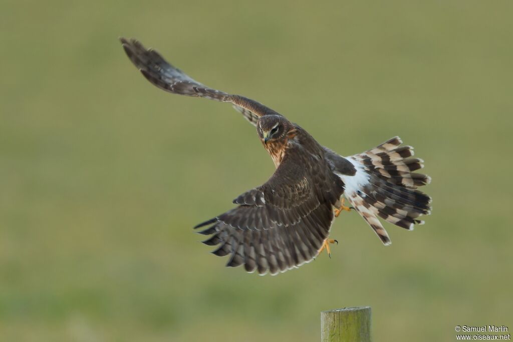 Northern Harrier female adult, Flight