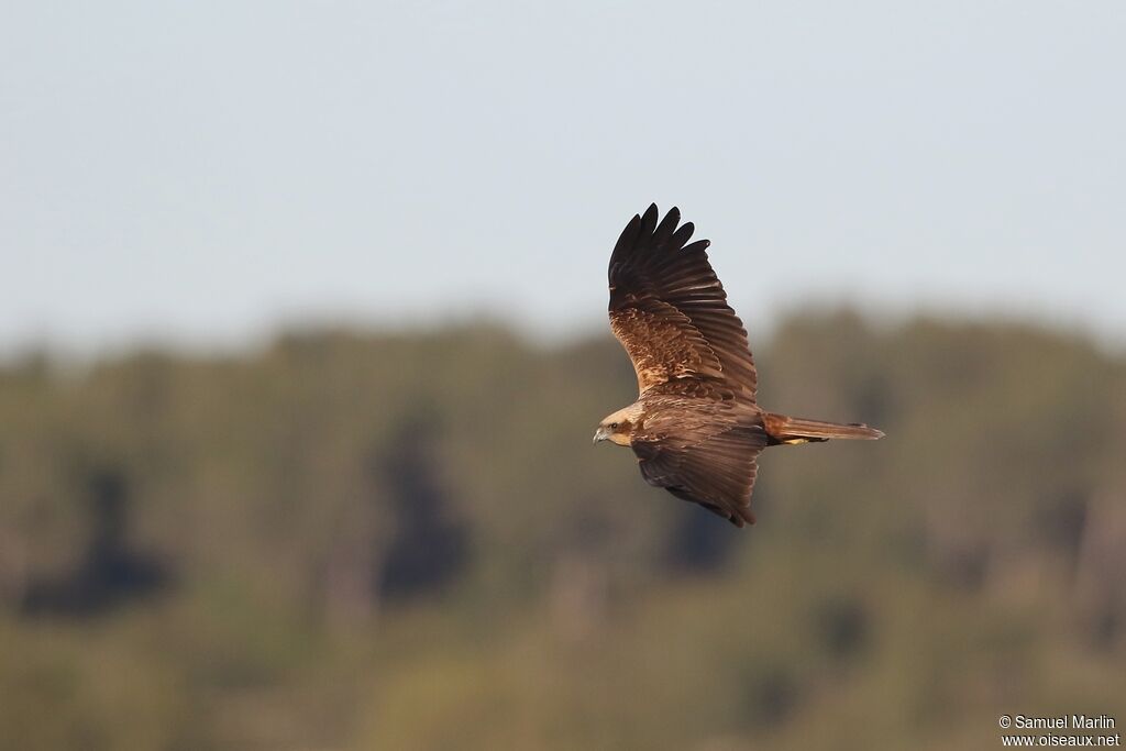 Western Marsh Harrieradult, Flight