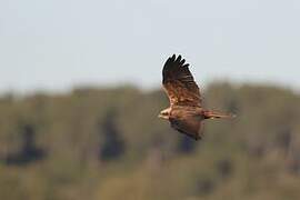 Western Marsh Harrier