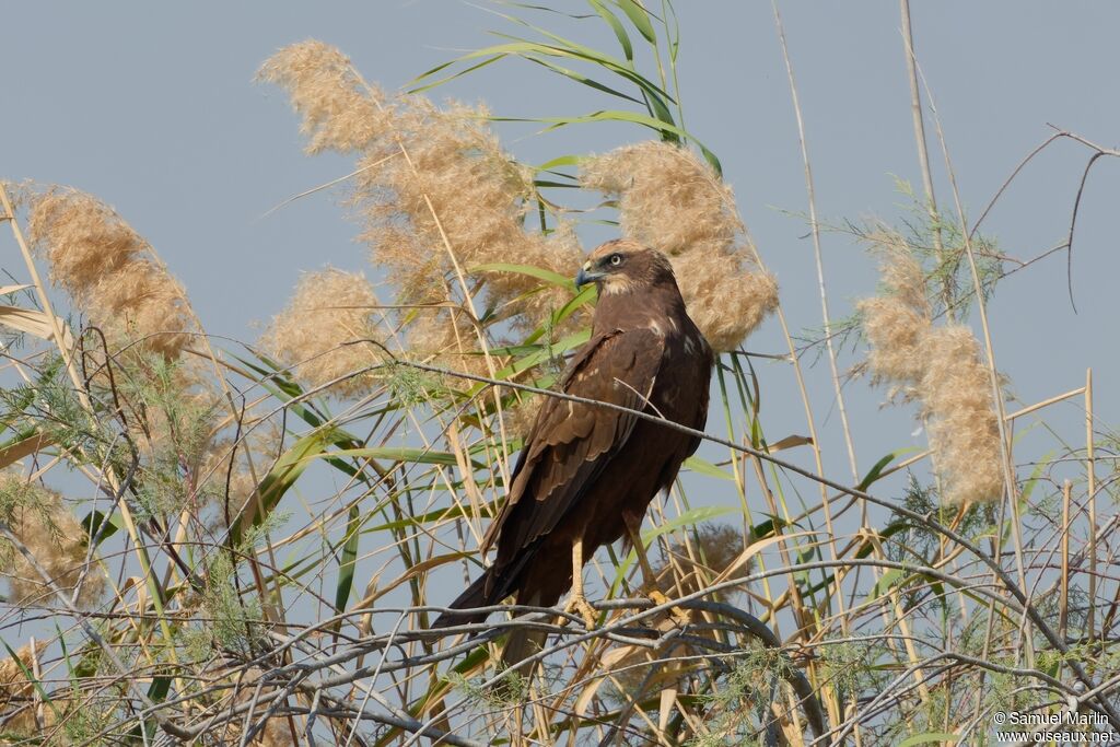 Western Marsh Harrieradult