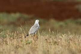 Pallid Harrier