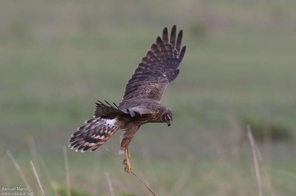 Pallid Harrier female subadult, identification