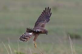 Pallid Harrier