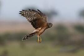 Pallid Harrier