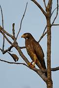 White-eyed Buzzard