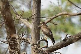 White-eyed Buzzard