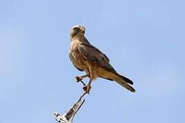 Grasshopper Buzzard