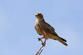 Grasshopper Buzzard