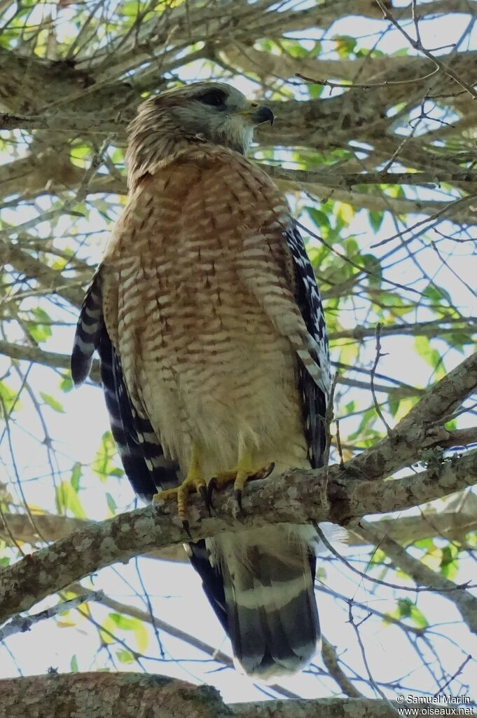 Red-shouldered Hawkadult