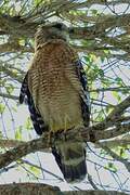 Red-shouldered Hawk